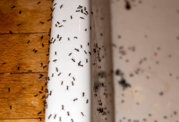Professional Pest Control in Hohenwald, TN