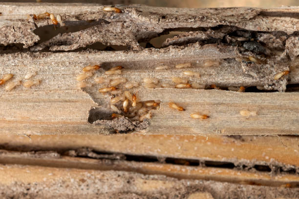 Best Affordable Pest Control Services  in Hohenwald, TN